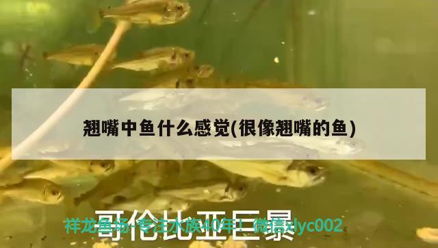 翹嘴中魚什么感覺(很像翹嘴的魚) B級過背金龍魚