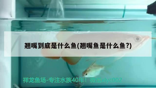 翹嘴到底是什么魚(翹嘴魚是什么魚？)