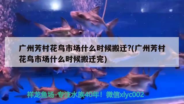 廣州芳村花鳥市場什么時候搬遷？(廣州芳村花鳥市場什么時候搬遷完) 狗仔招財貓魚