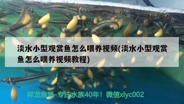 淡水小型觀賞魚怎么喂養(yǎng)視頻(淡水小型觀賞魚怎么喂養(yǎng)視頻教程)