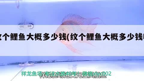 紋個(gè)鯉魚大概多少錢(紋個(gè)鯉魚大概多少錢啊) 定時(shí)器/自控系統(tǒng)