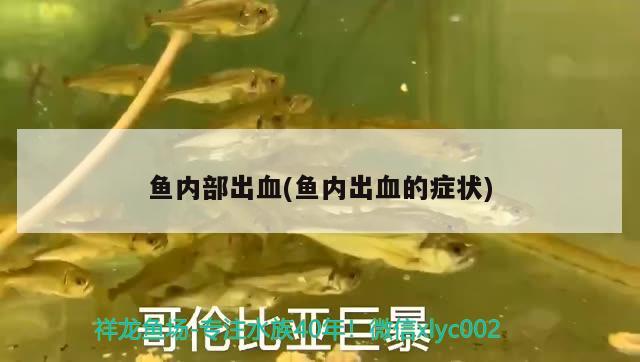 魚內(nèi)部出血(魚內(nèi)出血的癥狀) 黃金夢(mèng)幻雷龍魚