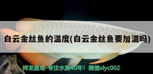 白云金絲魚的溫度(白云金絲魚要加溫嗎) 虎斑恐龍魚