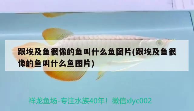 跟埃及魚(yú)很像的魚(yú)叫什么魚(yú)圖片(跟埃及魚(yú)很像的魚(yú)叫什么魚(yú)圖片)