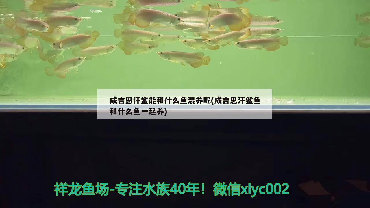 成吉思汗鯊能和什么魚混養(yǎng)呢(成吉思汗鯊魚和什么魚一起養(yǎng)) 成吉思汗鯊（球鯊）魚