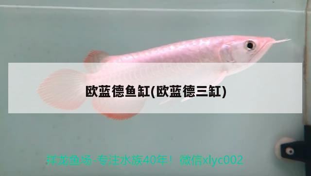 歐藍德魚缸(歐藍德三缸) 巴卡雷龍魚