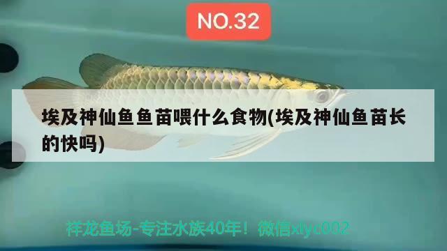 埃及神仙魚魚苗喂什么食物(埃及神仙魚苗長的快嗎)