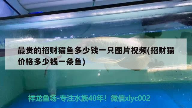 最貴的招財(cái)貓魚多少錢一只圖片視頻(招財(cái)貓價(jià)格多少錢一條魚) 泰國虎魚