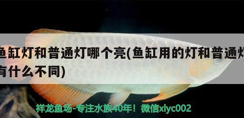 魚缸燈和普通燈哪個(gè)亮(魚缸用的燈和普通燈有什么不同) 森森魚缸