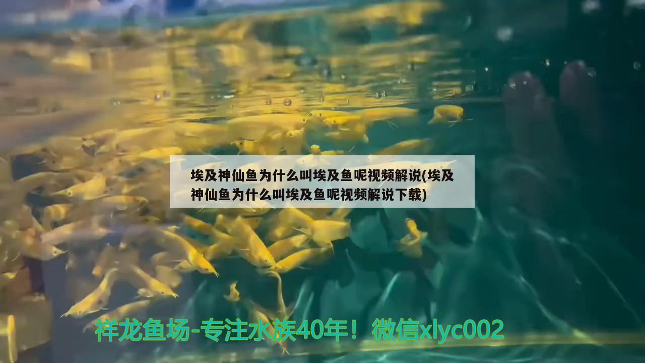 埃及神仙魚為什么叫埃及魚呢視頻解說(埃及神仙魚為什么叫埃及魚呢視頻解說下載)