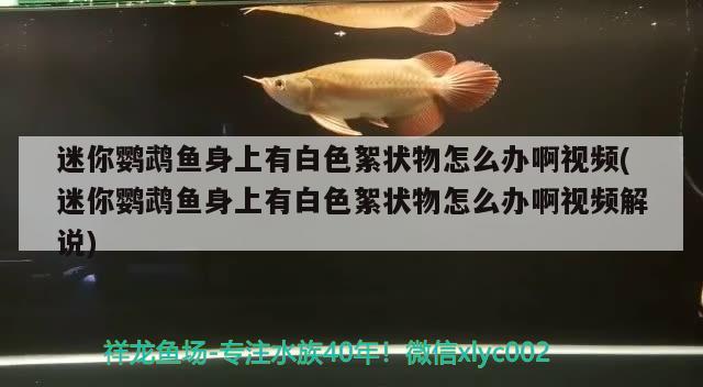 迷你鸚鵡魚身上有白色絮狀物怎么辦啊視頻(迷你鸚鵡魚身上有白色絮狀物怎么辦啊視頻解說(shuō)) 鸚鵡魚