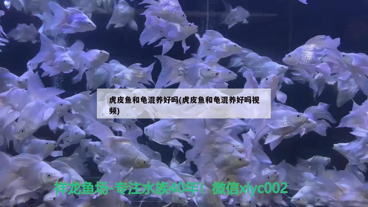 虎皮魚和龜混養(yǎng)好嗎(虎皮魚和龜混養(yǎng)好嗎視頻) 烏龜