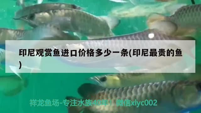 印尼觀賞魚進口價格多少一條(印尼最貴的魚) 觀賞魚進出口