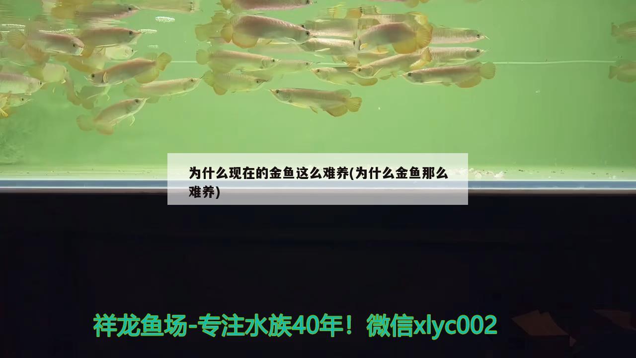 為什么現(xiàn)在的金魚這么難養(yǎng)(為什么金魚那么難養(yǎng)) 銀龍魚百科