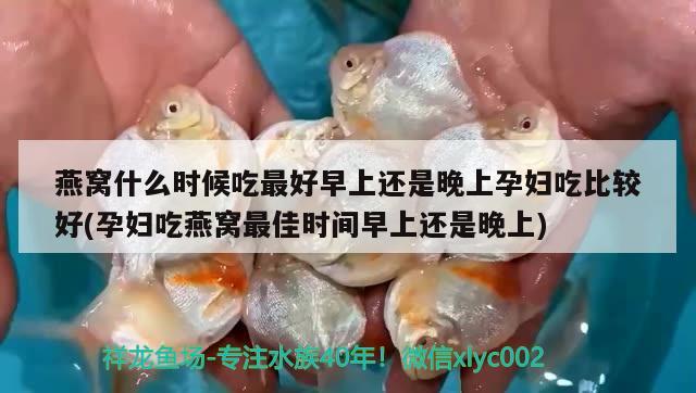 燕窩什么時(shí)候吃最好早上還是晚上孕婦吃比較好(孕婦吃燕窩最佳時(shí)間早上還是晚上) 馬來西亞燕窩