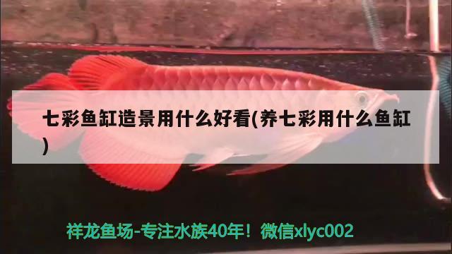 七彩魚缸造景用什么好看(養(yǎng)七彩用什么魚缸)