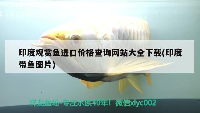 印度觀賞魚進口價格查詢網站大全下載(印度帶魚圖片) 觀賞魚進出口