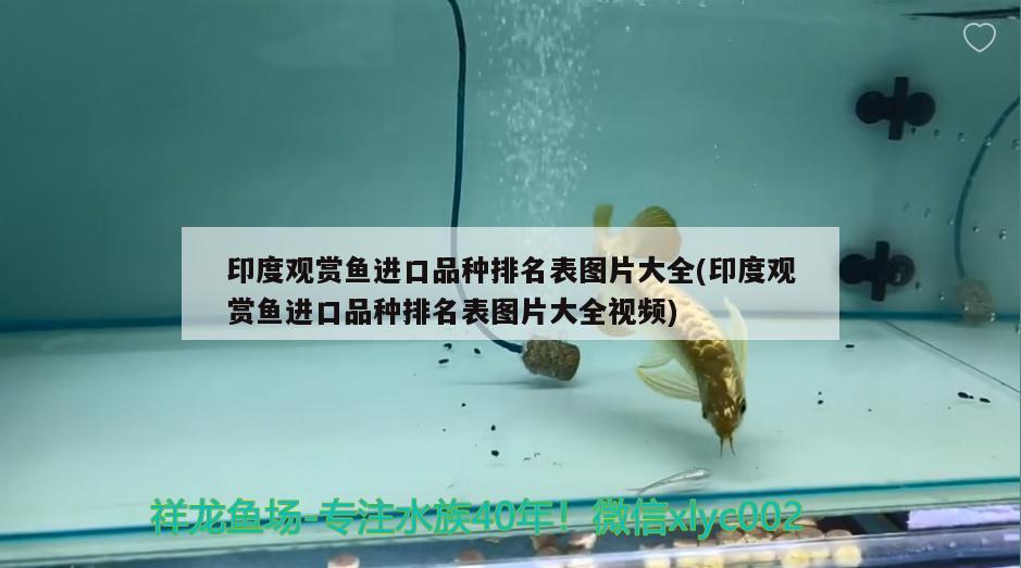 印度觀賞魚進(jìn)口品種排名表圖片大全(印度觀賞魚進(jìn)口品種排名表圖片大全視頻) 觀賞魚進(jìn)出口