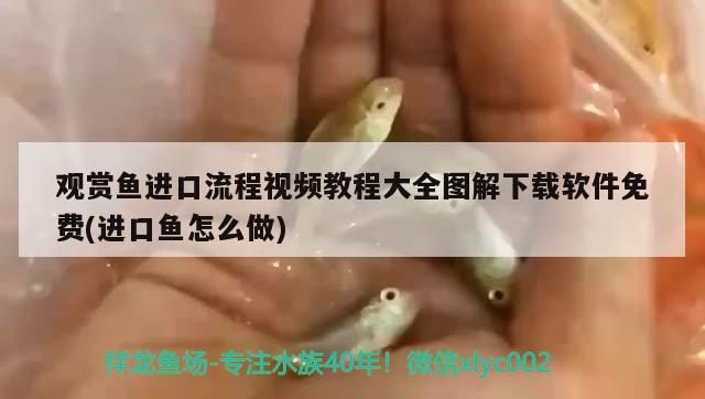 觀賞魚進(jìn)口流程視頻教程大全圖解下載軟件免費(fèi)(進(jìn)口魚怎么做) 觀賞魚進(jìn)出口