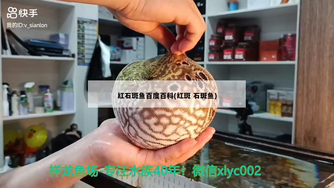 紅石斑魚(yú)百度百科(紅斑石斑魚(yú)) 廣州水族器材濾材批發(fā)市場(chǎng)