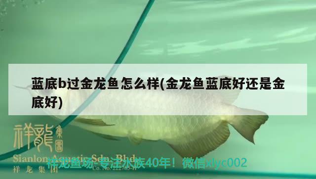 藍底b過金龍魚怎么樣(金龍魚藍底好還是金底好) 月光鴨嘴魚苗