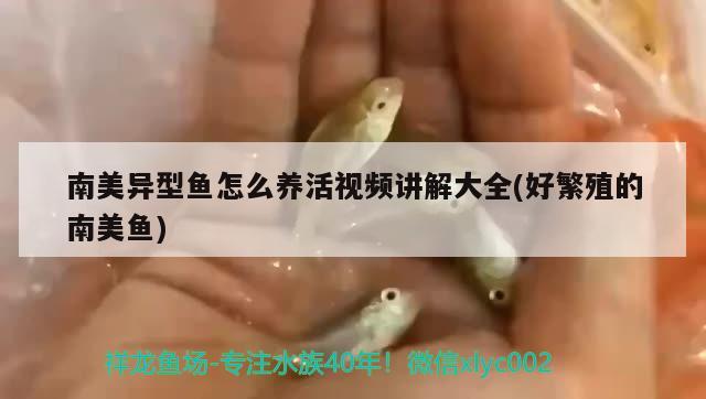 南美異型魚怎么養(yǎng)活視頻講解大全(好繁殖的南美魚)