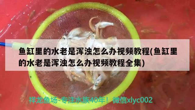 魚缸里的水老是渾濁怎么辦視頻教程(魚缸里的水老是渾濁怎么辦視頻教程全集) 羅漢魚批發(fā)