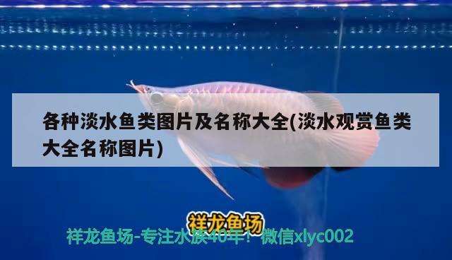 各種淡水魚類圖片及名稱大全(淡水觀賞魚類大全名稱圖片) 虎斑恐龍魚