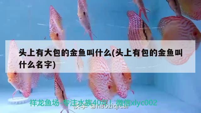 頭上有大包的金魚叫什么(頭上有包的金魚叫什么名字) 虎魚魚苗