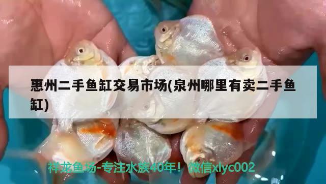 惠州二手魚(yú)缸交易市場(chǎng)(泉州哪里有賣(mài)二手魚(yú)缸)