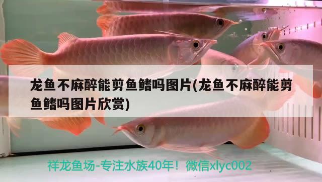 龍魚不麻醉能剪魚鰭嗎圖片(龍魚不麻醉能剪魚鰭嗎圖片欣賞)