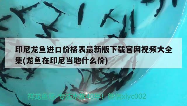 印尼龍魚(yú)進(jìn)口價(jià)格表最新版下載官網(wǎng)視頻大全集(龍魚(yú)在印尼當(dāng)?shù)厥裁磧r(jià))