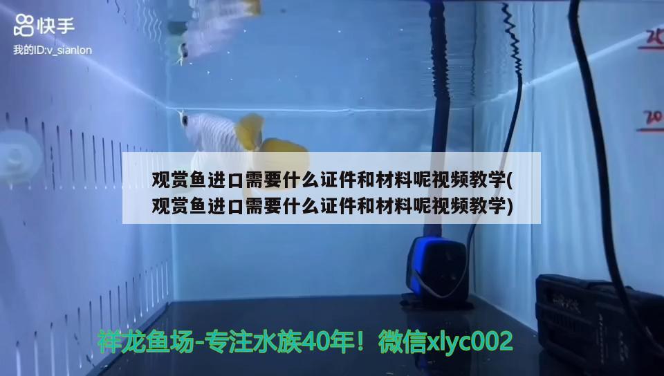 觀賞魚進口需要什么證件和材料呢視頻教學(觀賞魚進口需要什么證件和材料呢視頻教學) 觀賞魚進出口