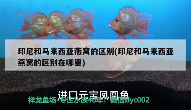 印尼和馬來西亞燕窩的區(qū)別(印尼和馬來西亞燕窩的區(qū)別在哪里)