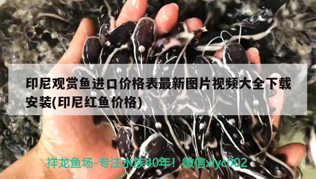 印尼觀賞魚進(jìn)口價(jià)格表最新圖片視頻大全下載安裝(印尼紅魚價(jià)格) 觀賞魚進(jìn)出口