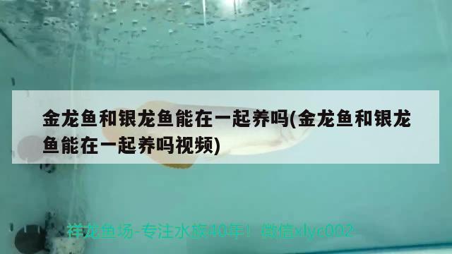 金龍魚和銀龍魚能在一起養(yǎng)嗎(金龍魚和銀龍魚能在一起養(yǎng)嗎視頻)