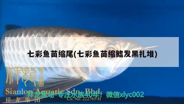 七彩魚苗縮尾(七彩魚苗縮鰭發(fā)黑扎堆) 元寶鳳凰魚 第3張