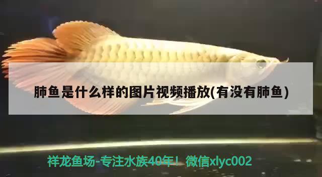 肺魚(yú)是什么樣的圖片視頻播放(有沒(méi)有肺魚(yú)) 肺魚(yú)