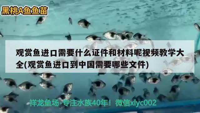 觀賞魚進(jìn)口需要什么證件和材料呢視頻教學(xué)大全(觀賞魚進(jìn)口到中國需要哪些文件) 觀賞魚進(jìn)出口