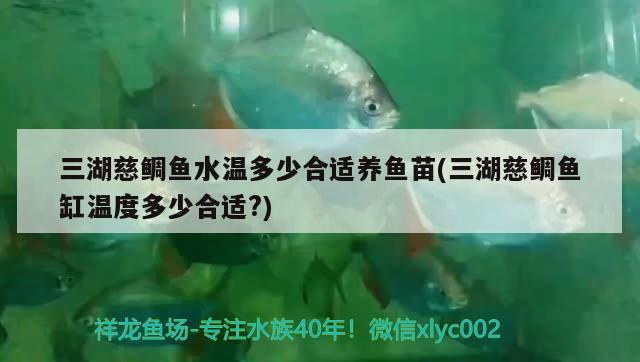 三湖慈鯛魚水溫多少合適養(yǎng)魚苗(三湖慈鯛魚缸溫度多少合適？) 白子關(guān)刀魚