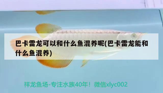 巴卡雷龍可以和什么魚混養(yǎng)呢(巴卡雷龍能和什么魚混養(yǎng))