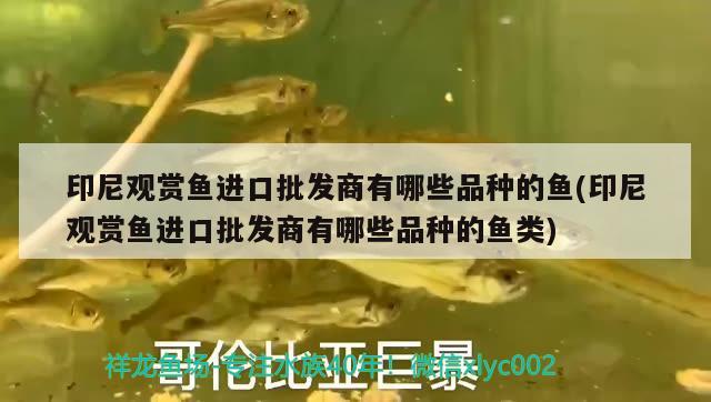 印尼觀賞魚進口批發(fā)商有哪些品種的魚(印尼觀賞魚進口批發(fā)商有哪些品種的魚類) 觀賞魚進出口