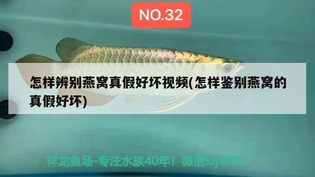 怎樣辨別燕窩真假好壞視頻(怎樣鑒別燕窩的真假好壞) 馬來西亞燕窩