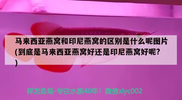 馬來西亞燕窩和印尼燕窩的區(qū)別是什么呢圖片(到底是馬來西亞燕窩好還是印尼燕窩好呢?) 馬來西亞燕窩 第2張