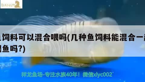 魚飼料可以混合喂嗎(幾種魚飼料能混合一起喂魚嗎？) 哥倫比亞巨暴魚苗