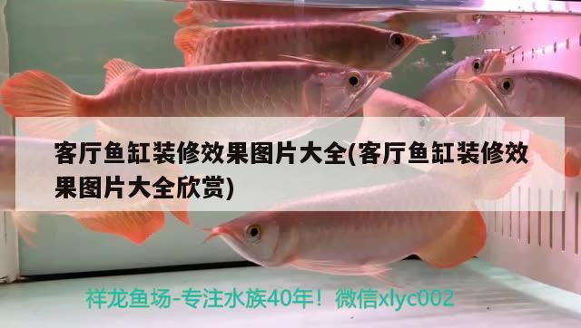 客廳魚缸裝修效果圖片大全(客廳魚缸裝修效果圖片大全欣賞) 錦鯉池魚池建設