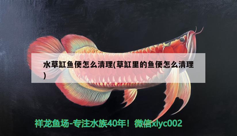 水草缸魚便怎么清理(草缸里的魚便怎么清理)