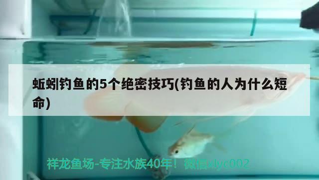 蚯蚓釣魚的5個絕密技巧(釣魚的人為什么短命)