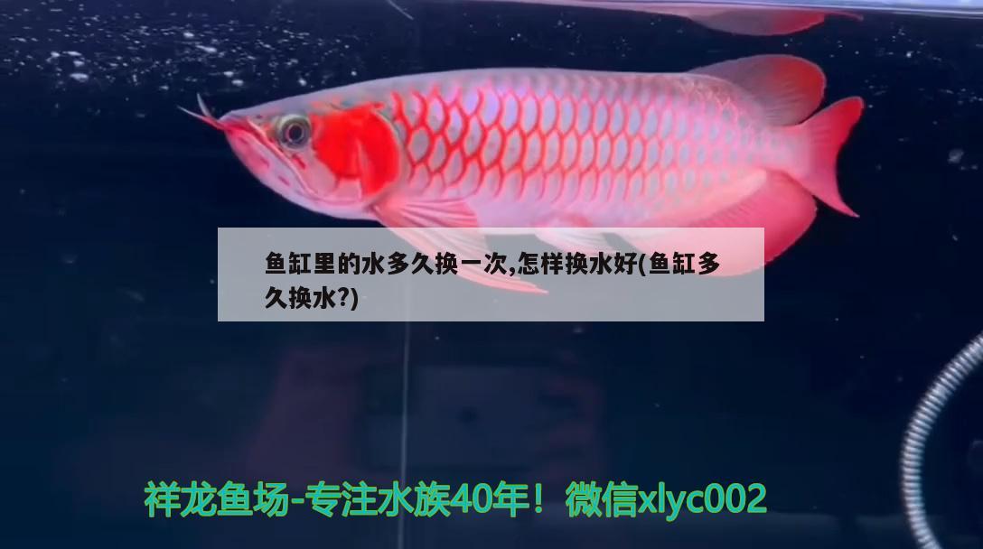 魚缸里的水多久換一次,怎樣換水好(魚缸多久換水?) 金龍魚百科