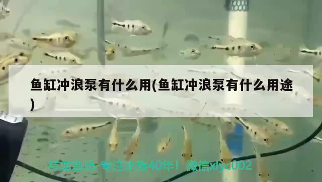 魚缸沖浪泵有什么用(魚缸沖浪泵有什么用途) 白子紅龍魚